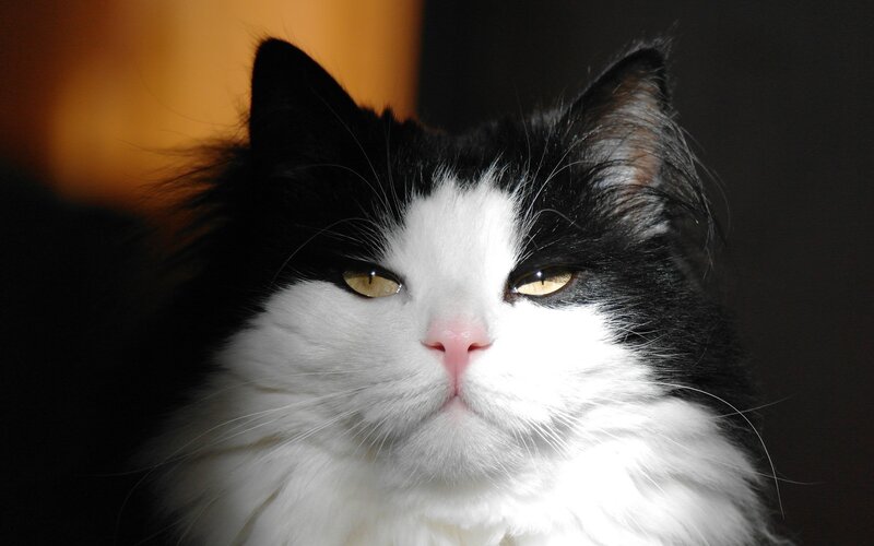 Black and White Cat — Calm, Photograph, Eyes, Whiskers, Fur