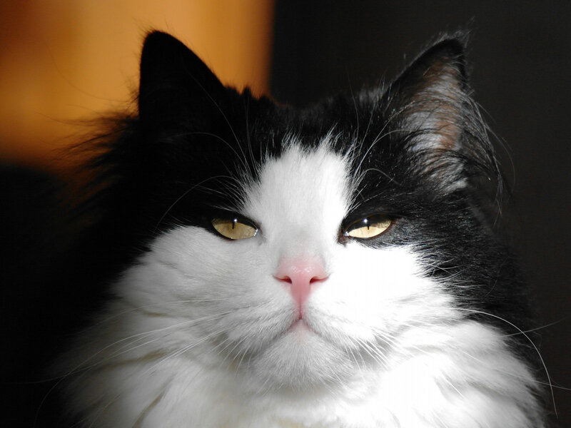 Black and White Cat — Calm, Photograph, Eyes, Whiskers, Nose
