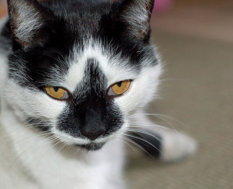 Black and White Cat — Calm, Photograph, Eyes, Whiskers