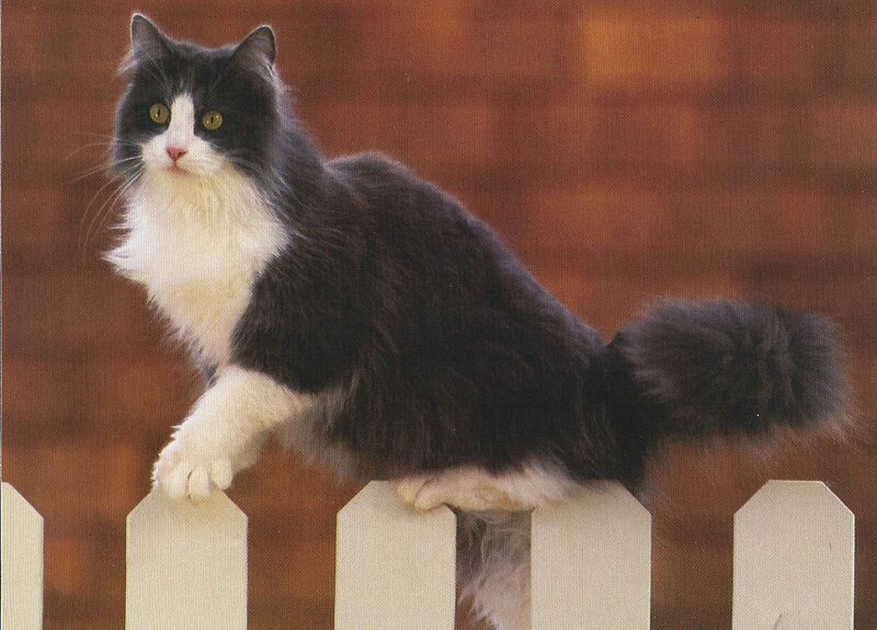 Black and White Cat — Calm, Photograph, Fence