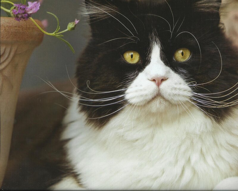 Black and White Cat — Calm, Photograph, Flower