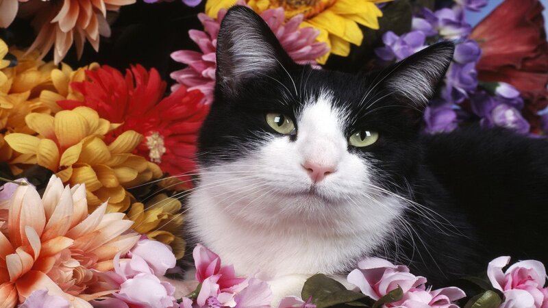 Black and White Cat — Calm, Photograph, Flowers, Green Eyes