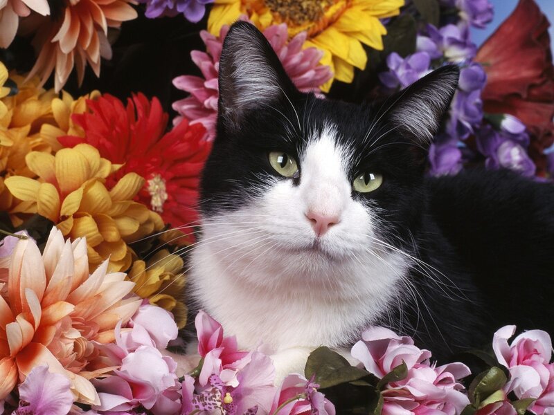 Black and White Cat — Calm, Photograph, Flowers, Sunflower