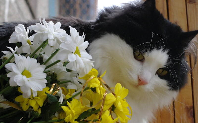 Black and White Cat — Calm, Photograph, Flowers