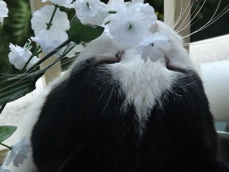 Black and White Cat — Calm, Photograph, Flowers, Whiskers