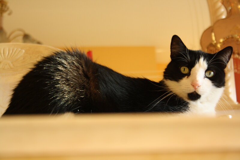 Black and White Cat — Calm, Photograph, Furniture