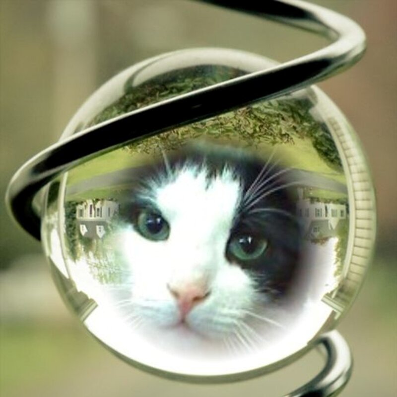 Black and White Cat — Calm, Photograph, Glass Sphere