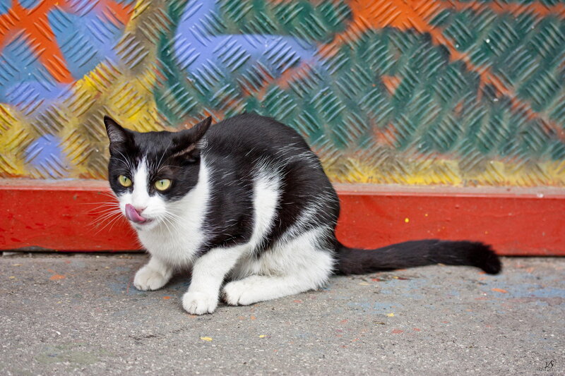 Black and White Cat — Calm, Photograph, Graffiti Wall