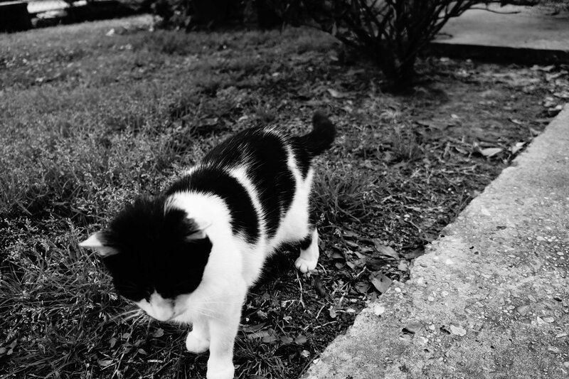 Black and White Cat — Calm, Photograph, Grass, Sidewalk