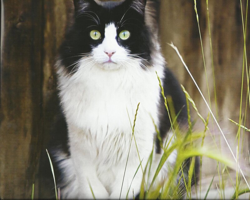 Black and White Cat — Calm, Photograph, Grass