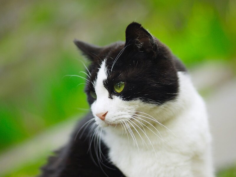Black and White Cat — Calm, Photograph, Green Foliage, Green