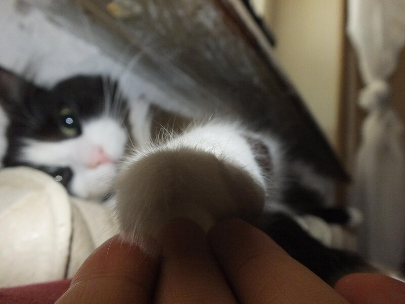 Black and White Cat — Calm, Photograph, Hand, Pillow
