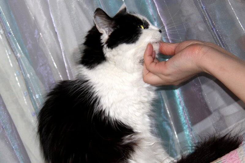 Black and White Cat — Calm, Photograph, Hand