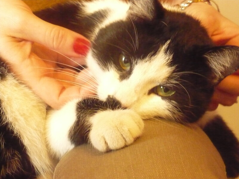 Black and White Cat — Calm, Photograph, Hands