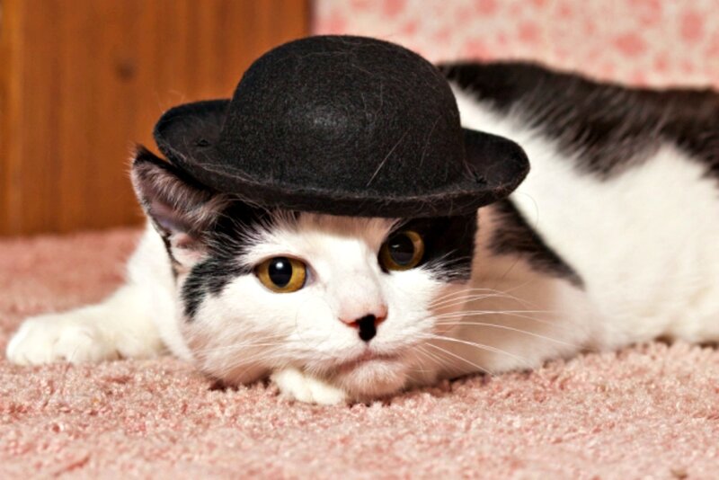 Black and White Cat — Calm, Photograph, Hat