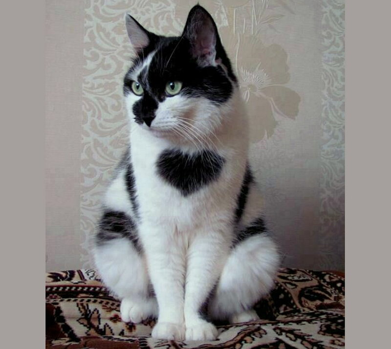 Black and White Cat — Calm, Photograph, Heart Pattern