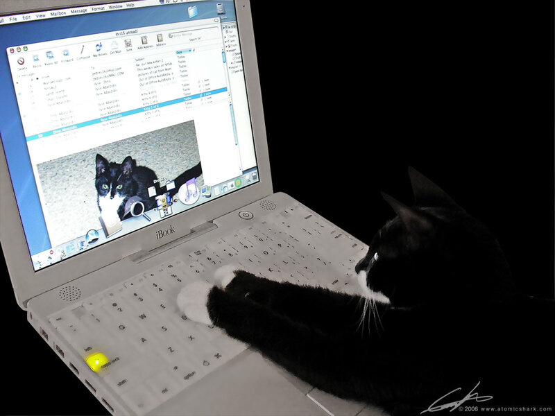 Black and White Cat — Calm, Photograph, Laptop