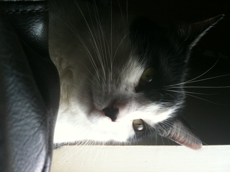 Black and White Cat — Calm, Photograph, Leather