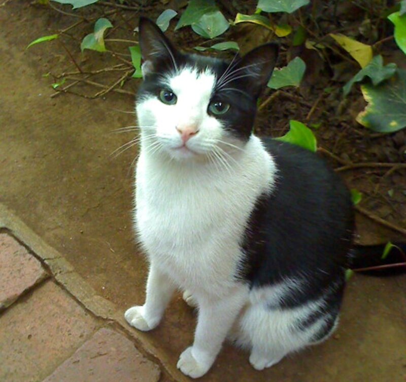 Black and White Cat — Calm, Photograph, Leaves