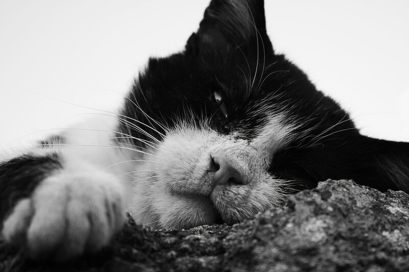 Black and White Cat — Calm, Photograph, Paw, Rock, Gray