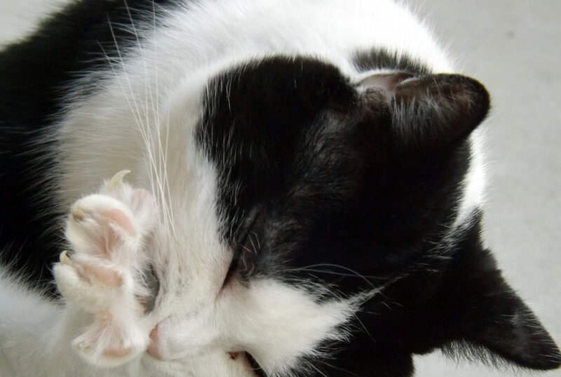 Black and White Cat — Calm, Photograph, Paw