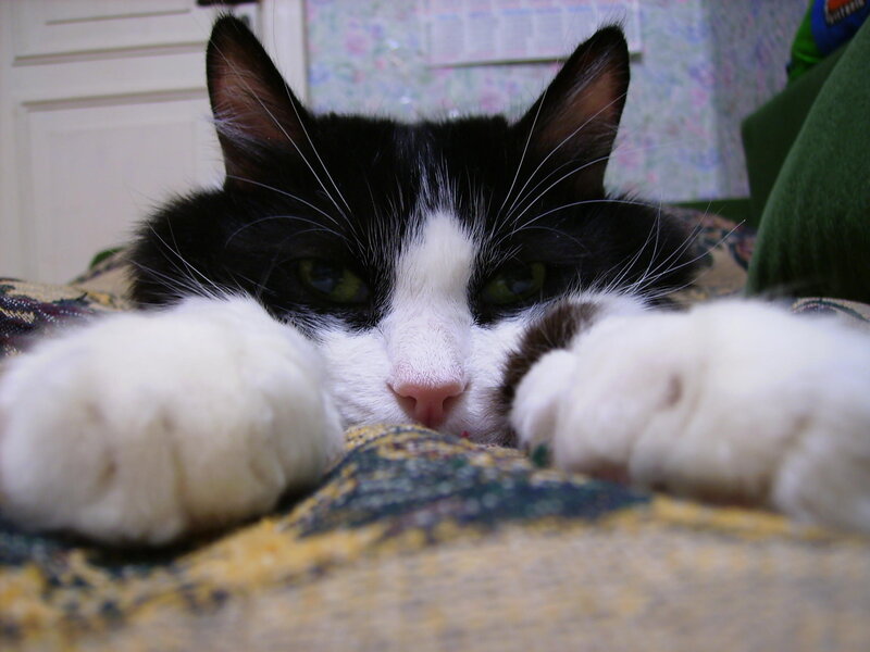 Black and White Cat — Calm, Photograph, Paws, Blanket