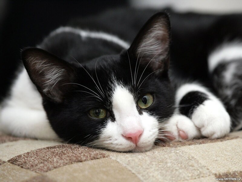 Black and White Cat — Calm, Photograph, Paws