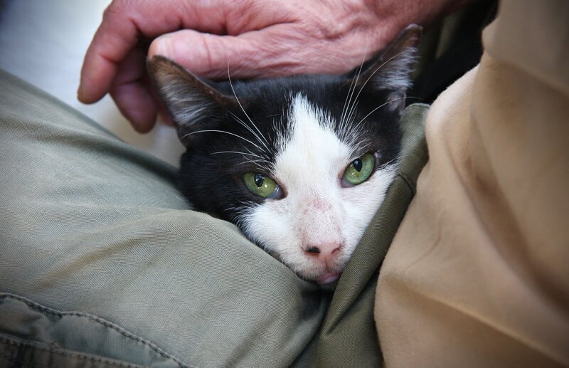 Black and White Cat — Calm, Photograph, Person