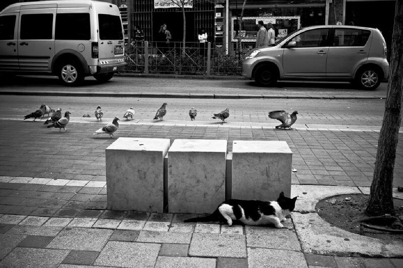 Black and White Cat — Calm, Photograph, Pigeons