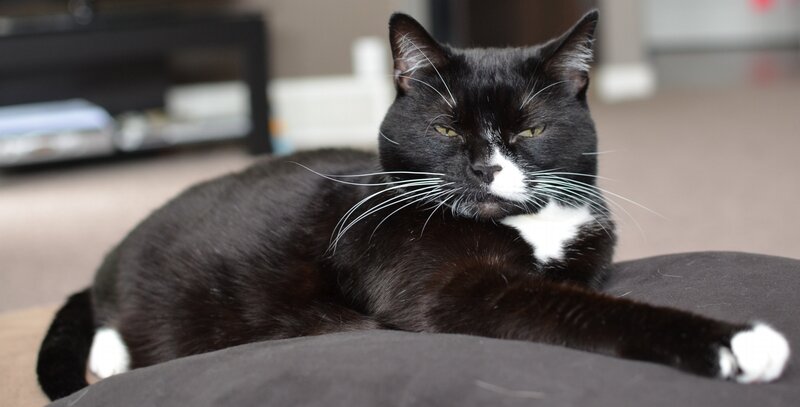 Black and White Cat — Calm, Photograph, Pillow, Carpet