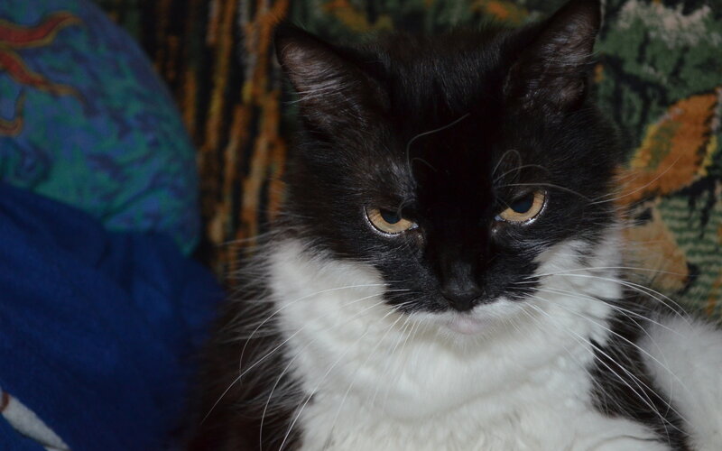 Black and White Cat — Calm, Photograph, Pillow, Patterned Fabric