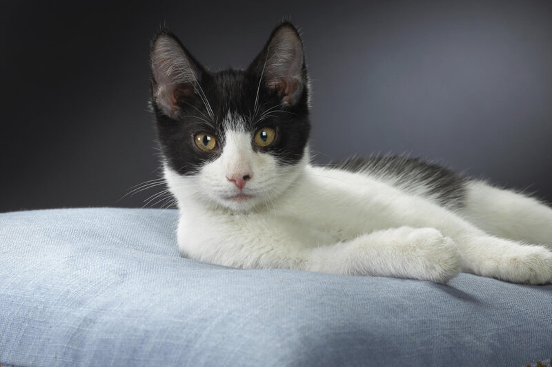 Black and White Cat — Calm, Photograph, Pillow