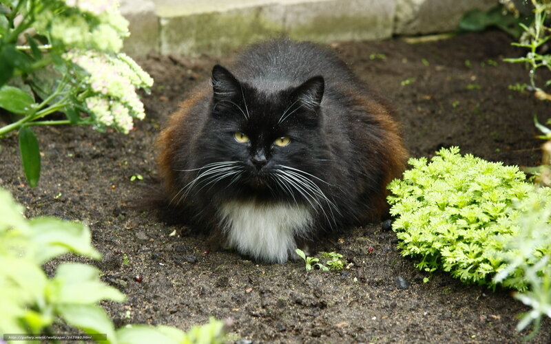 Black and White Cat — Calm, Photograph, Plants