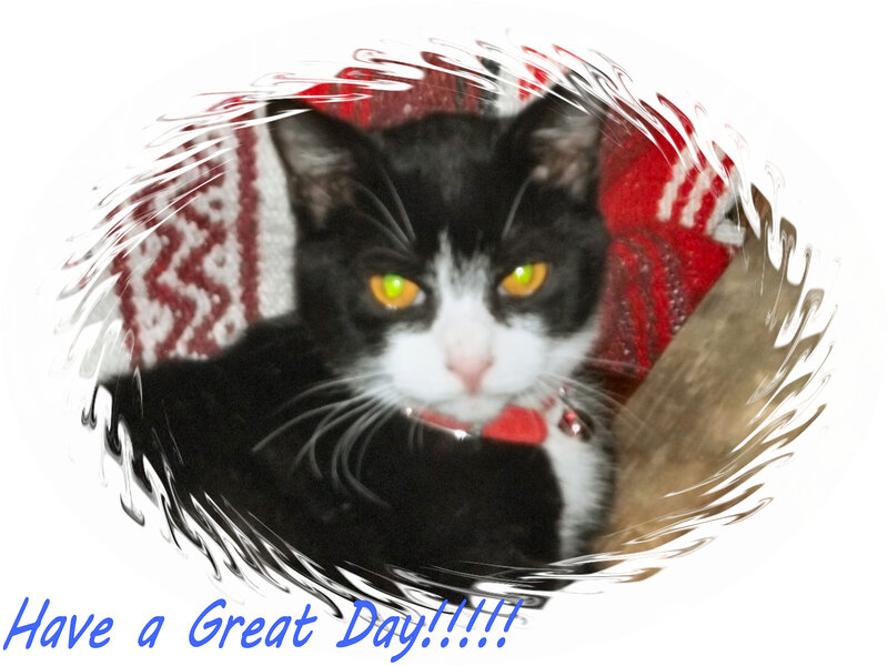 Black and White Cat — Calm, Photograph, Red Collar