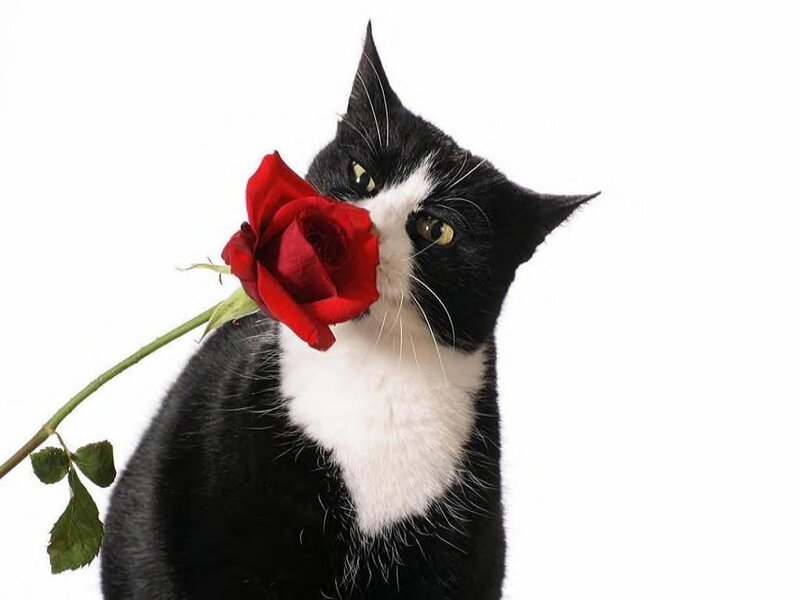 Black and White Cat — Calm, Photograph, Red Rose