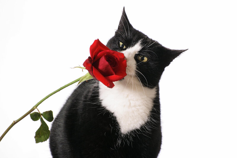 Black and White Cat — Calm, Photograph, Red Rose, White Background, Red