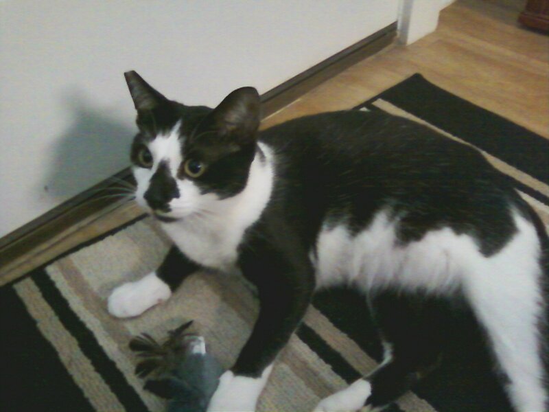 Black and White Cat — Calm, Photograph, Rug