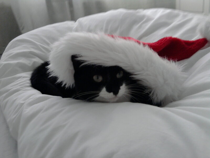 Black and White Cat — Calm, Photograph, Santa Hat