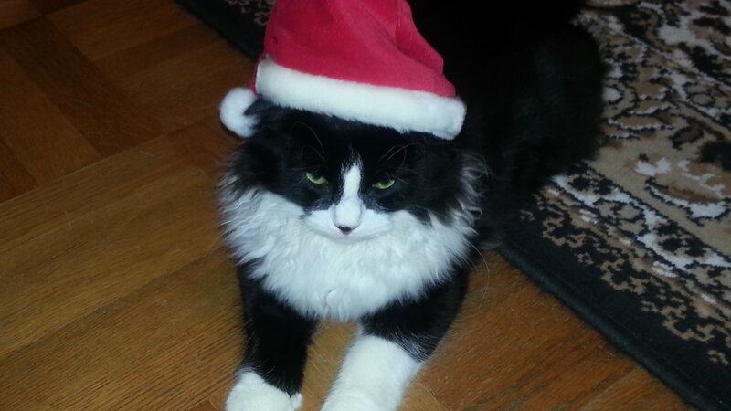 Black and White Cat — Calm, Photograph, Santa Hat, Wood Floor