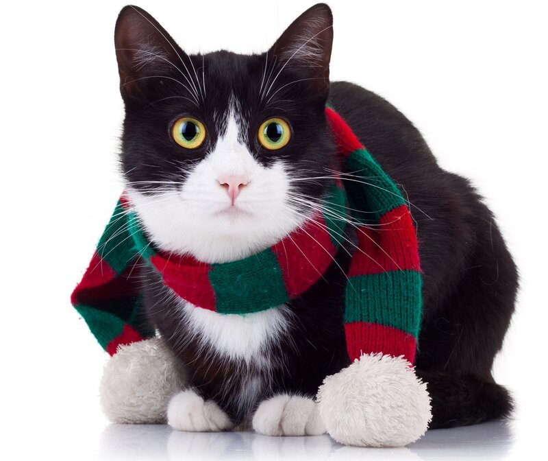 Black and White Cat — Calm, Photograph, Scarf