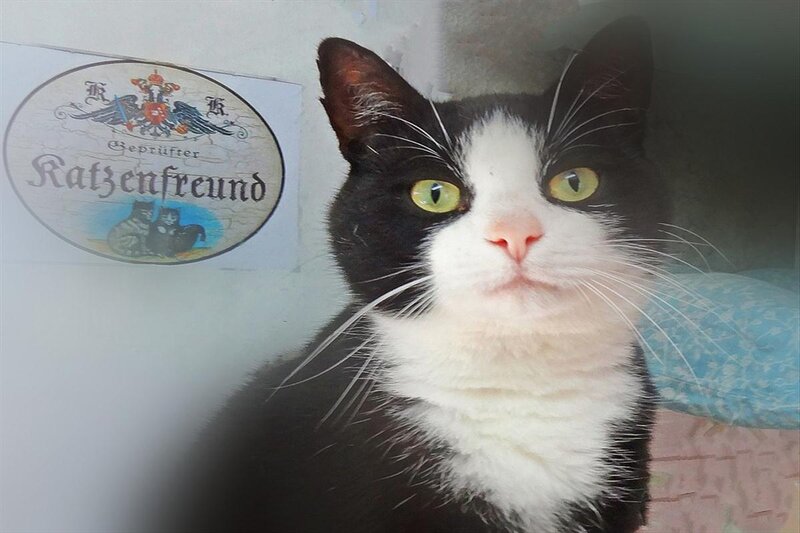 Black and White Cat — Calm, Photograph, Sign
