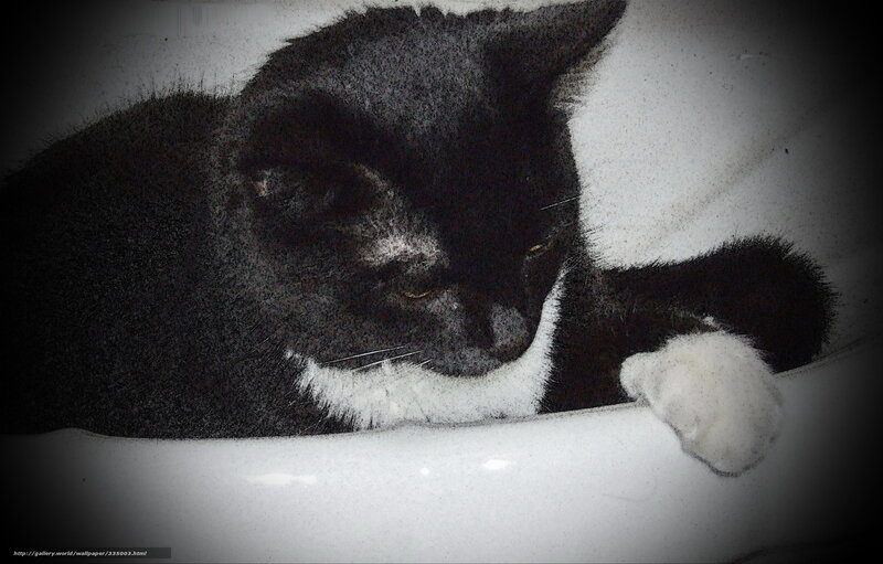 Black and White Cat — Calm, Photograph, Sink