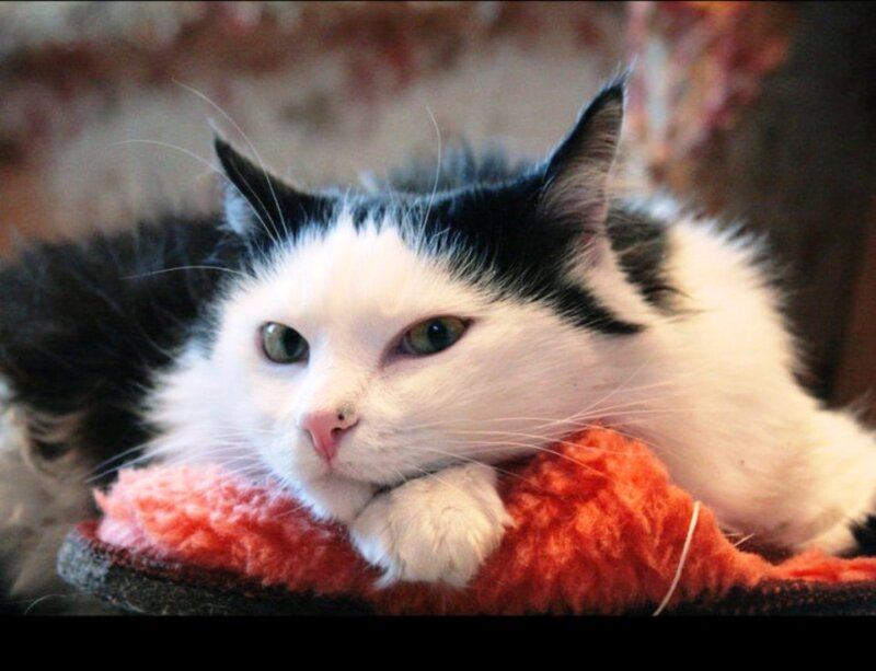 Black and White Cat — Calm, Photograph, Slippers
