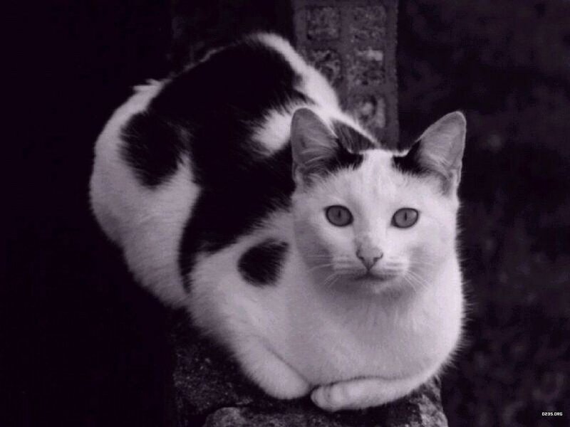 Black and White Cat — Calm, Photograph, Stone