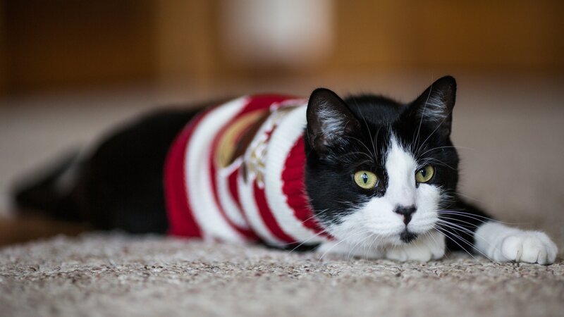 Black and White Cat — Calm, Photograph, Sweater, Carpet