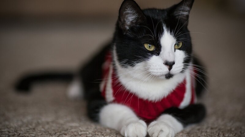 Black and White Cat — Calm, Photograph, Sweater