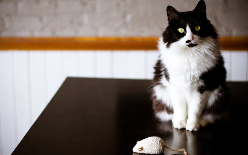 Black and White Cat — Calm, Photograph, Table, Knitted Toy