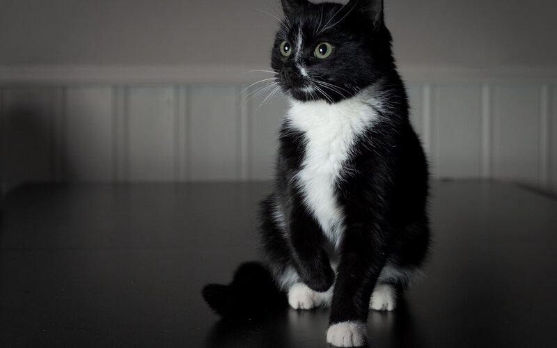 Black and White Cat — Calm, Photograph, Table