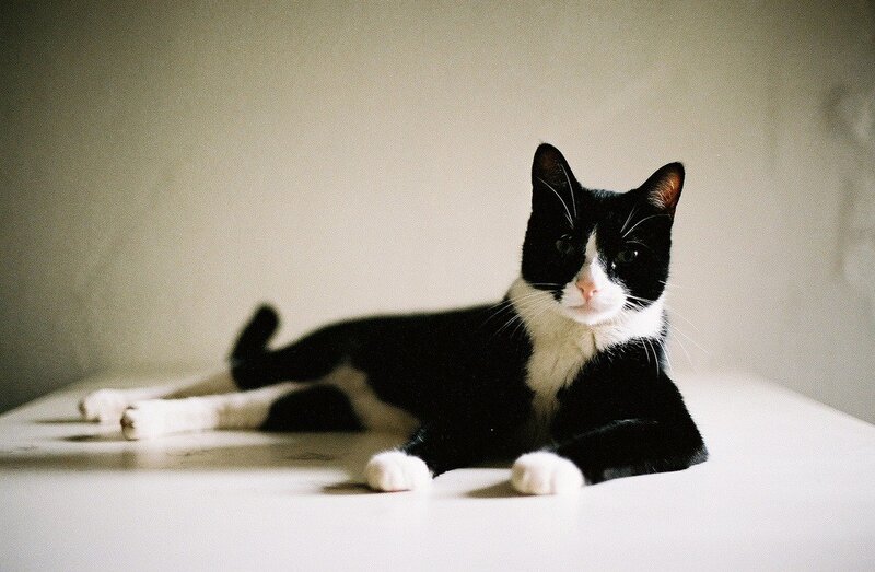 Black and White Cat — Calm, Photograph, Table, Wall