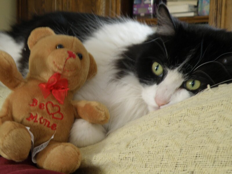 Black and White Cat — Calm, Photograph, Teddy Bear